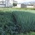 汉农**晚抽大葱（日本进口）耐抽苔性好，产量高，葱杆紧实