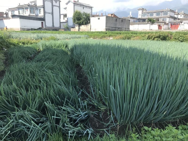 汉农**晚抽大葱（日本进口）耐抽苔性好，产量高，葱杆紧实