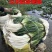 汉农**晚抽大葱（日本进口）耐抽苔性好，产量高，葱杆紧实