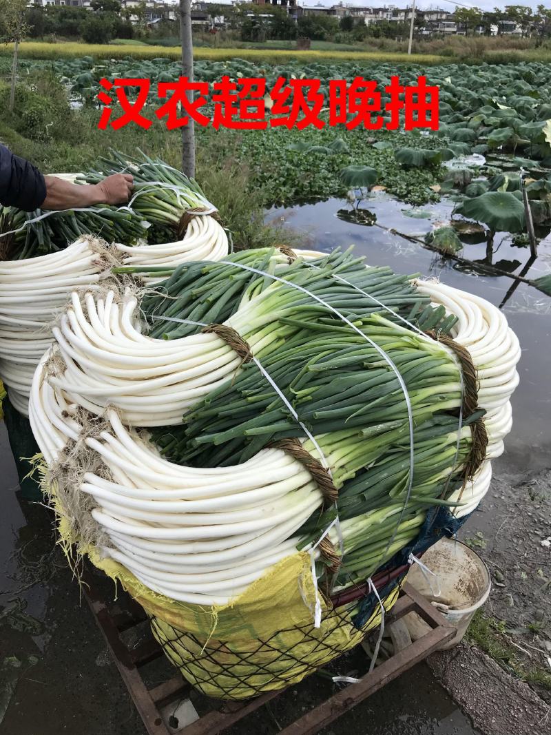 汉农**晚抽大葱（日本进口）耐抽苔性好，产量高，葱杆紧实