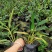 花叶良姜成都基地货源，花叶良姜杯苗价格，花叶良姜图片