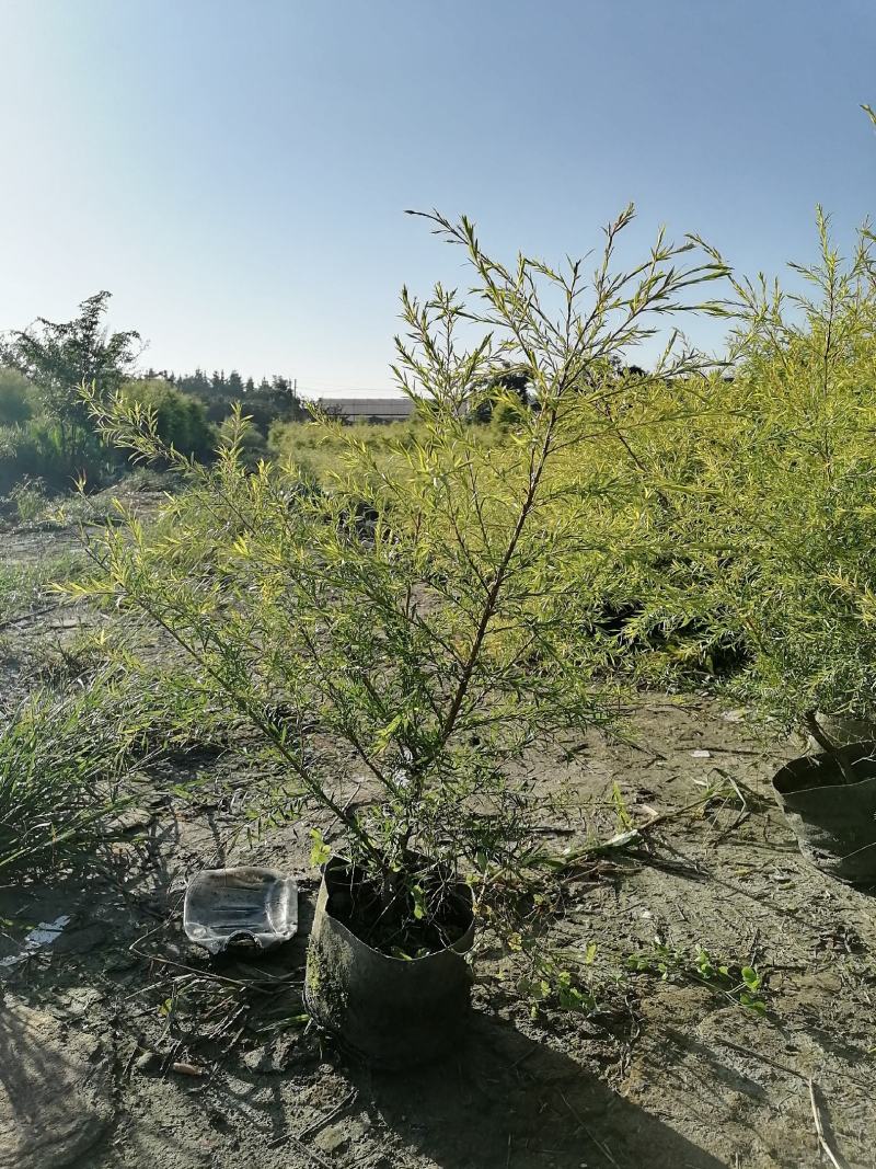 产地批发千层金苗40-70高千层金杯苗基地直销