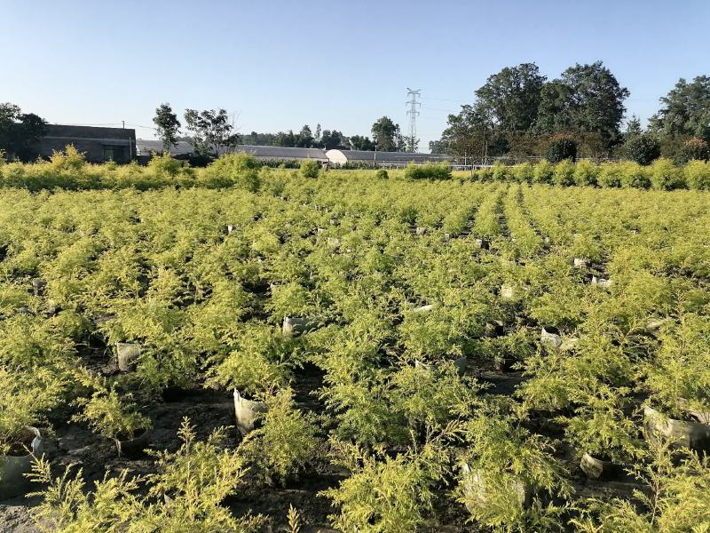 产地批发千层金苗40-70高千层金杯苗基地直销