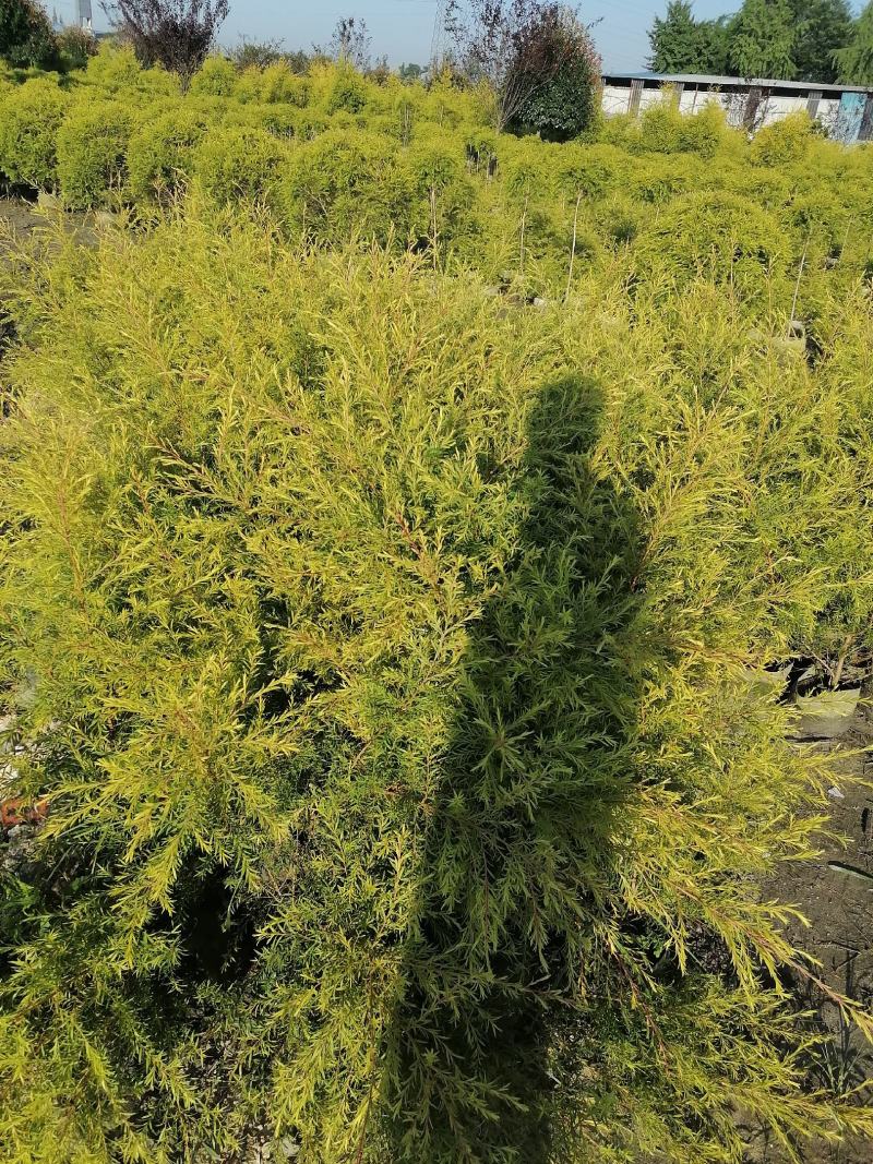 产地批发千层金苗40-70高千层金杯苗基地直销