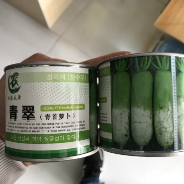 青翠青头水果型萝卜萝卜种植子/可零售批发