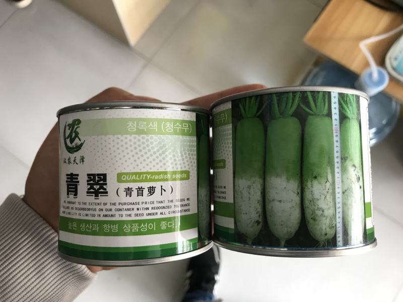 青翠青头水果型萝卜萝卜种植子/可零售批发