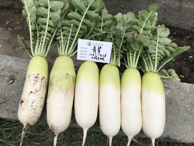 青翠青头水果型萝卜萝卜种植子/可零售批发