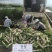青翠青头水果型萝卜萝卜种植子/可零售批发