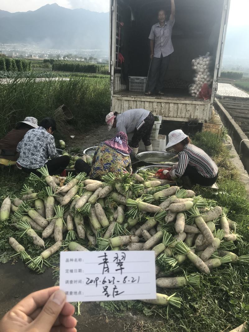青翠青头水果型萝卜萝卜种植子/可零售批发