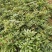 芍药2cm以下0.5米以下营养杯芍药