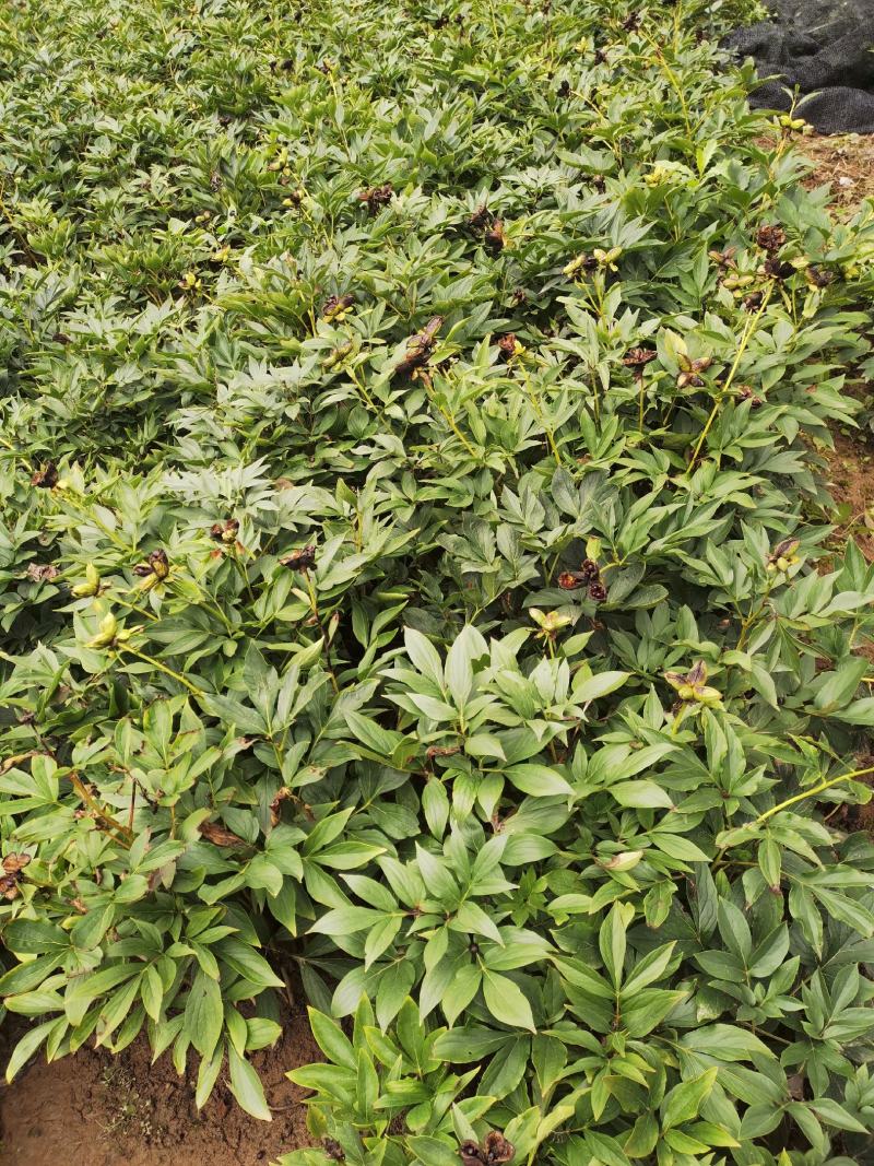 芍药2cm以下0.5米以下营养杯芍药
