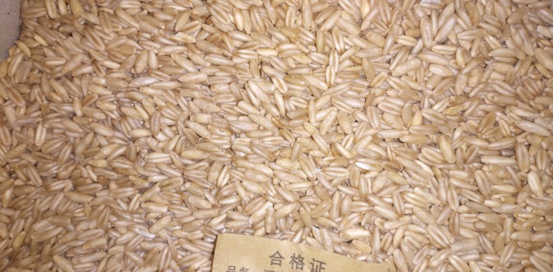 燕麦面精选工厂装精选干净燕麦磨制成面大量批发量大优惠