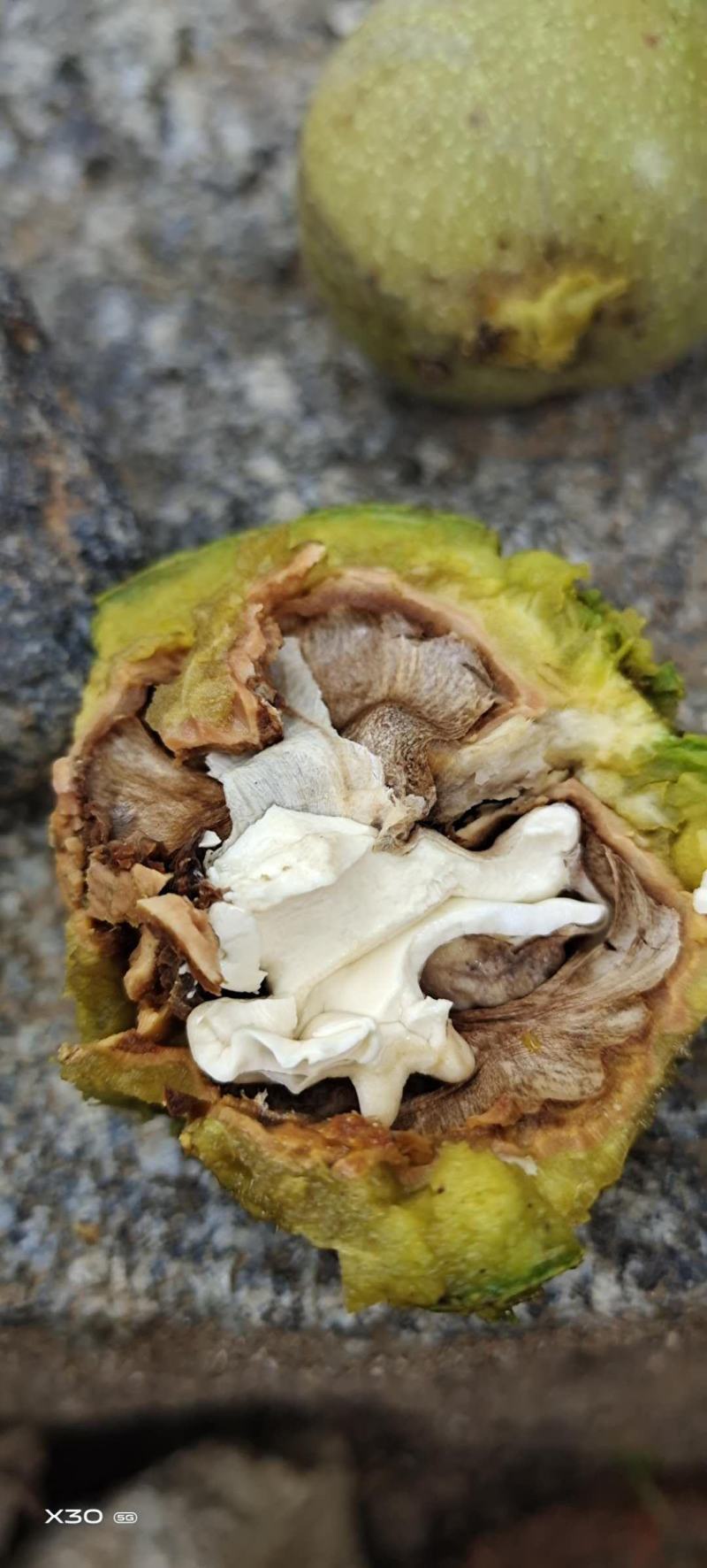 【核桃】103核桃果大、壳薄、味香净果/青皮预售
