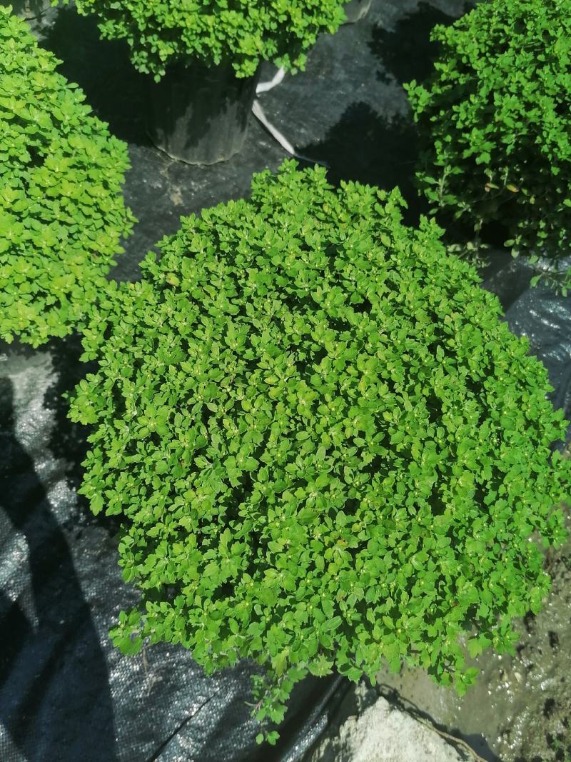 产地批发球菊黄花球菊球菊加仑杯50袋苗基地直销