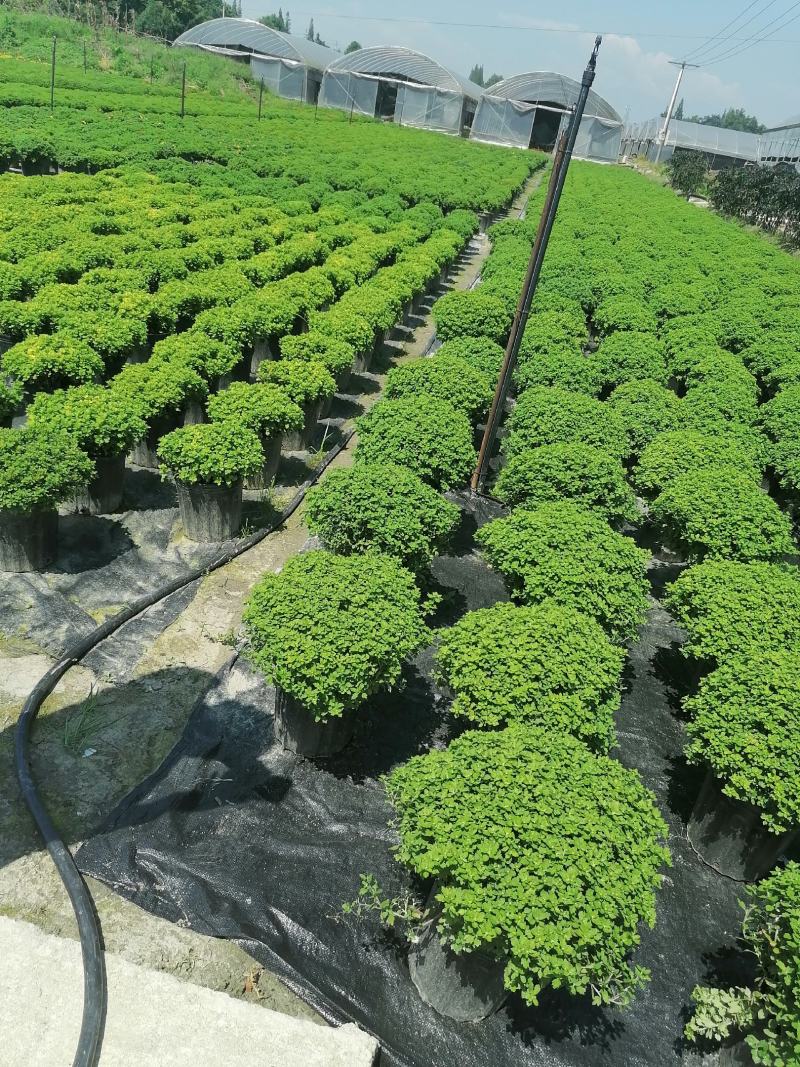 产地批发球菊黄花球菊球菊加仑杯50袋苗基地直销