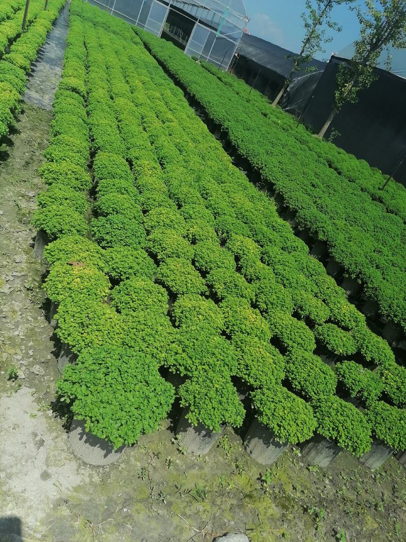 产地批发球菊黄花球菊球菊加仑杯50袋苗基地直销