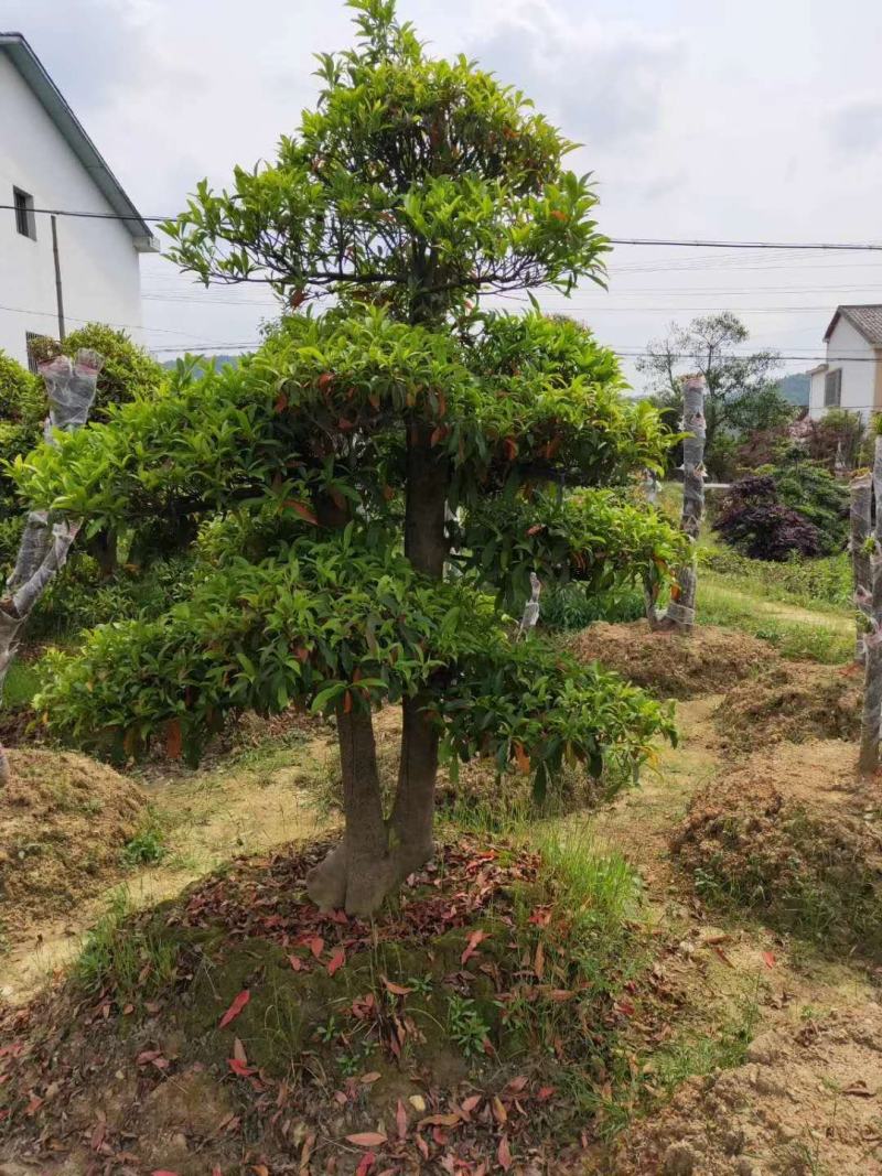 造型杜英、江西九江造型杜英