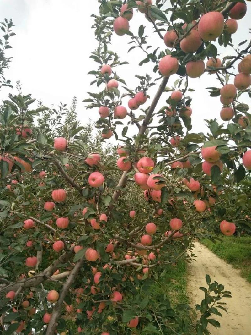 精品万荣花冠苹果脆甜多汁红光亮美果园直供