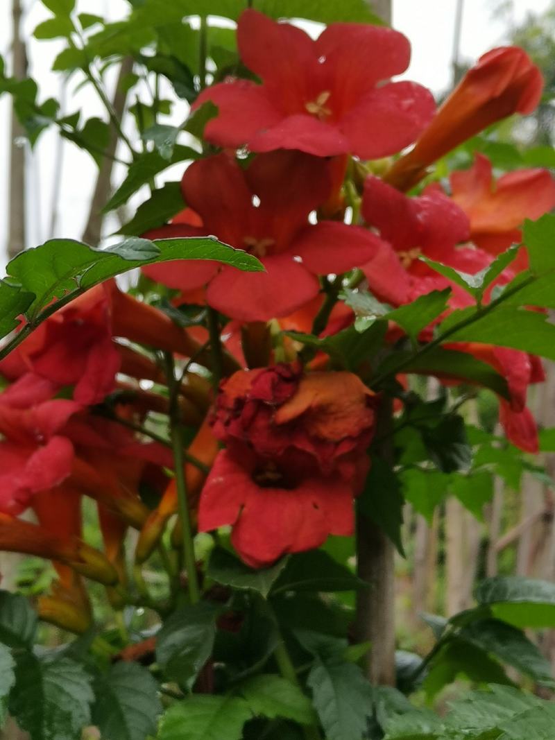藤本植物大量出售凌霄花，20杯苗