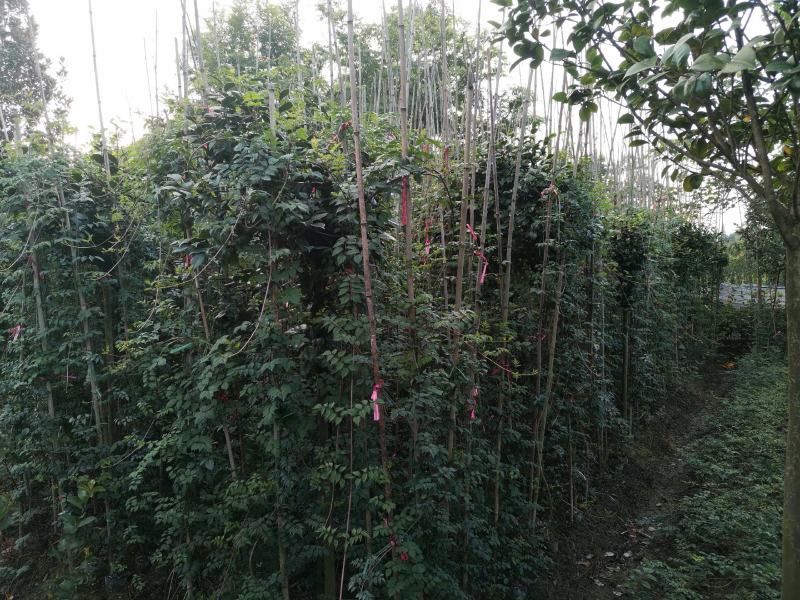 藤本植物大量出售凌霄花，20杯苗