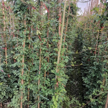 藤本植物大量出售凌霄花，20杯苗