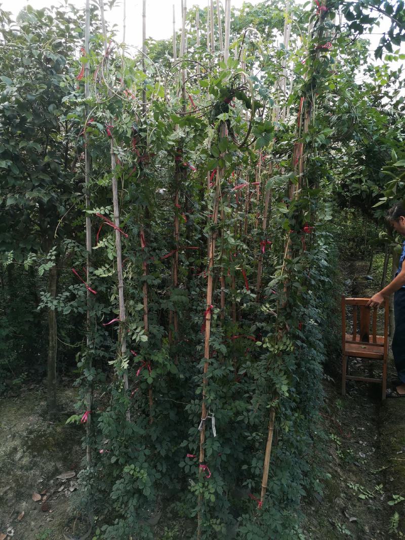 藤本植物大量出售凌霄花，20杯苗