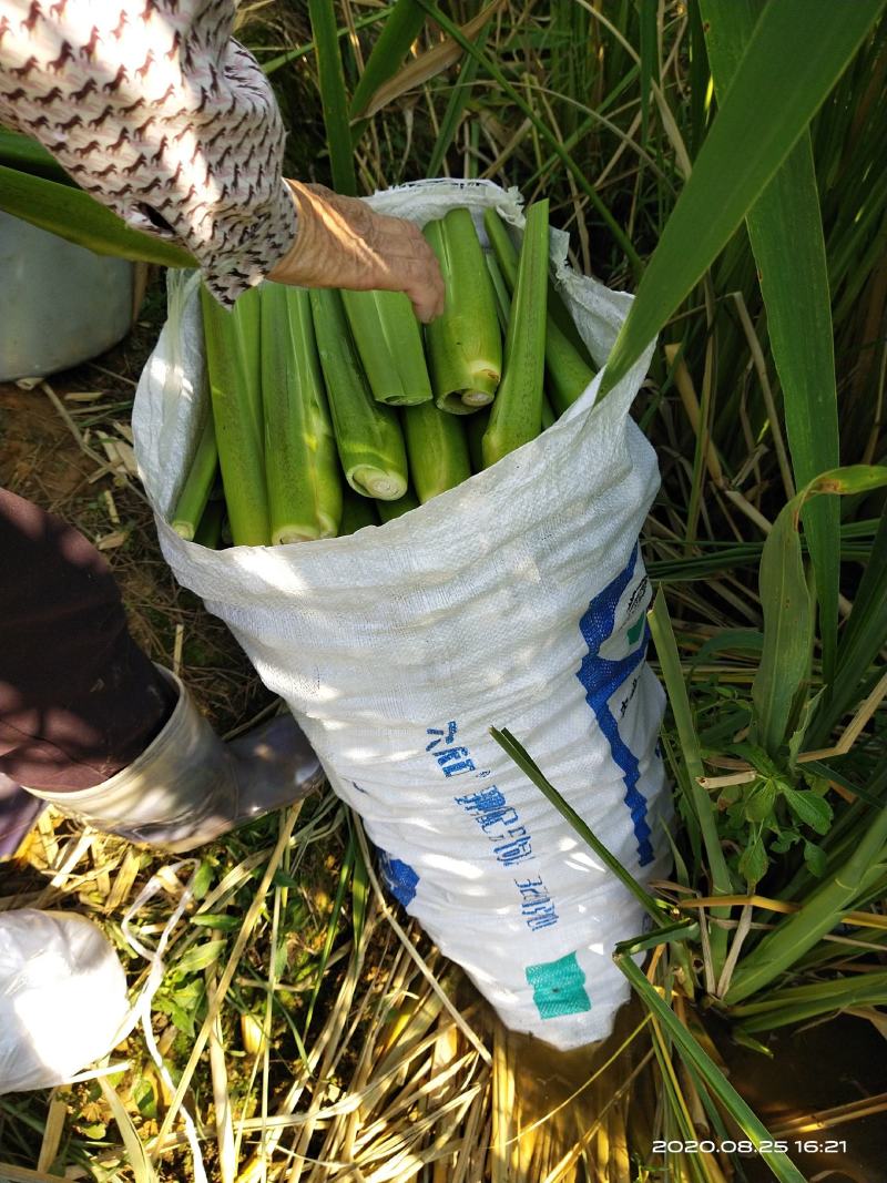 茭白种苗美人茭白苗（茭白回收），北京茭白苗