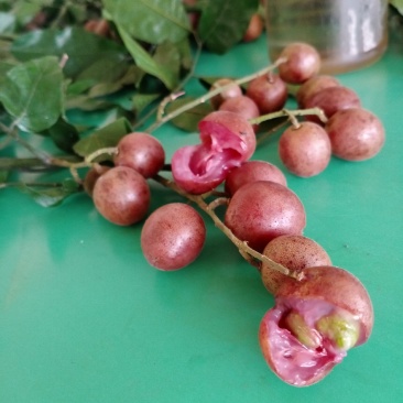有大量珍稀品种紫肉黄皮苗、芽条出售。欢迎定购
