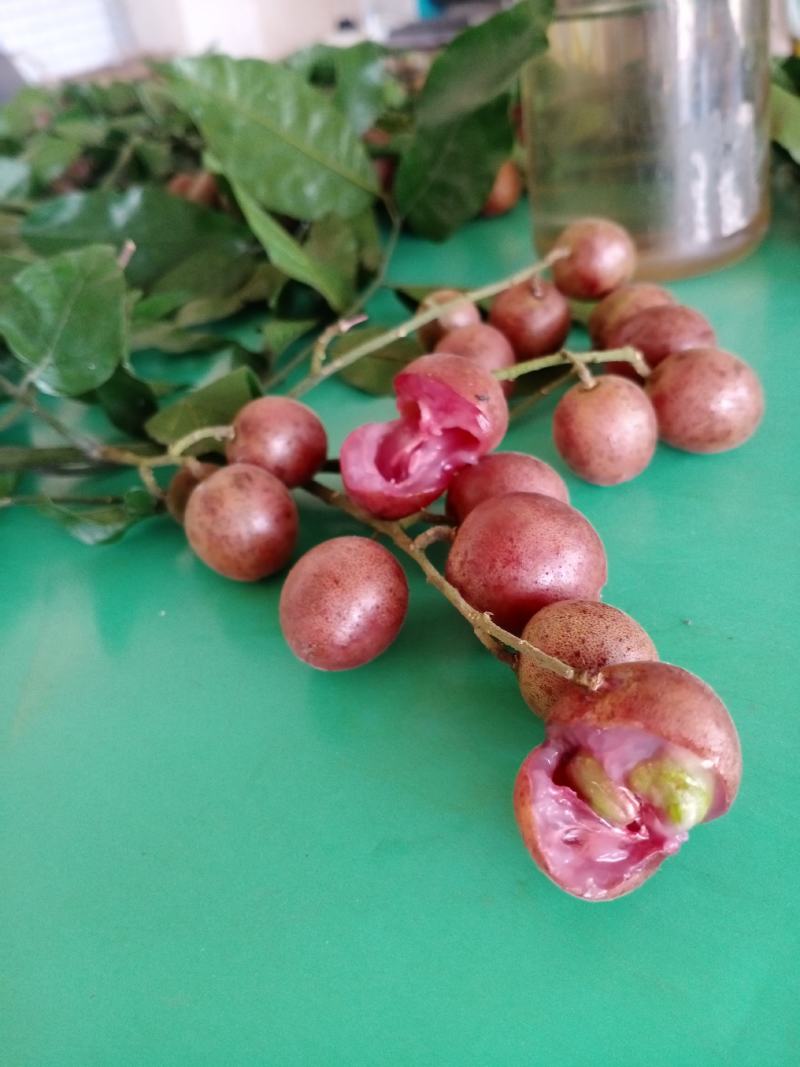 有大量珍稀品种紫肉黄皮苗、芽条出售。欢迎定购