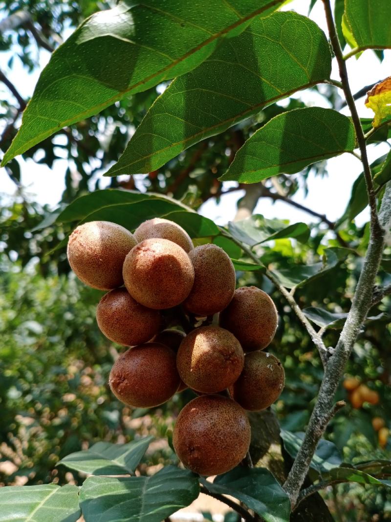 有大量珍稀品种紫肉黄皮苗、芽条出售。欢迎定购