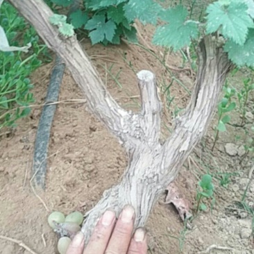 出售8000棵4年占地葡萄树