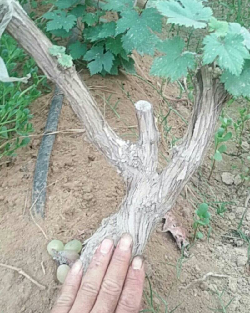 出售8000棵4年占地葡萄树