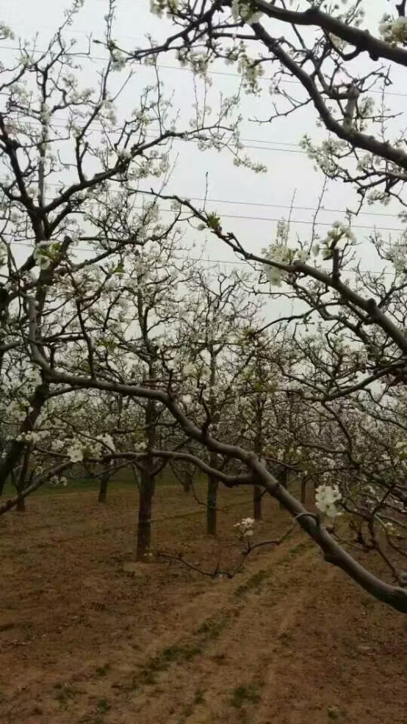 自己爸妈在家种植金顶谢花酥梨，目前还有五千斤左右