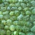 新鲜蔬菜甘蓝菜大量上市咯