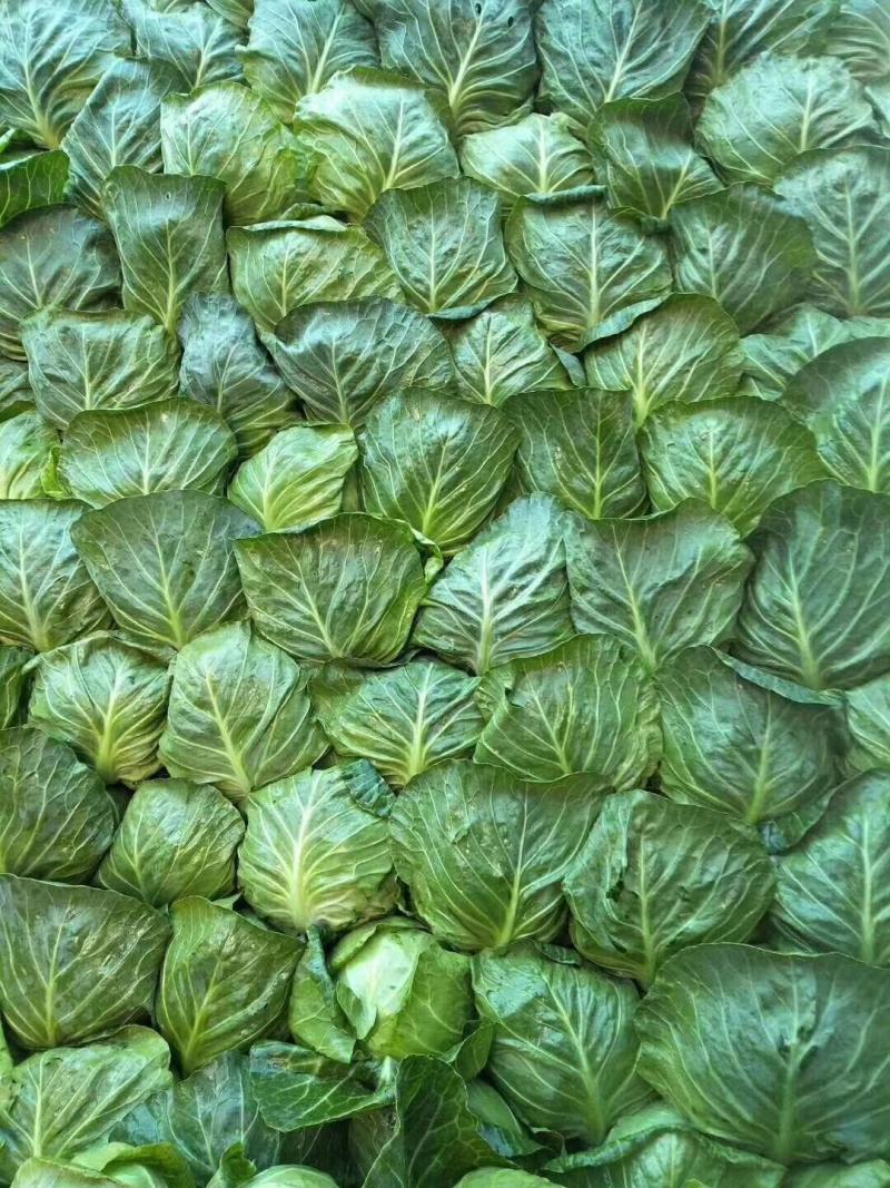 新鲜蔬菜甘蓝菜大量上市咯