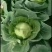 新鲜蔬菜甘蓝菜大量上市咯