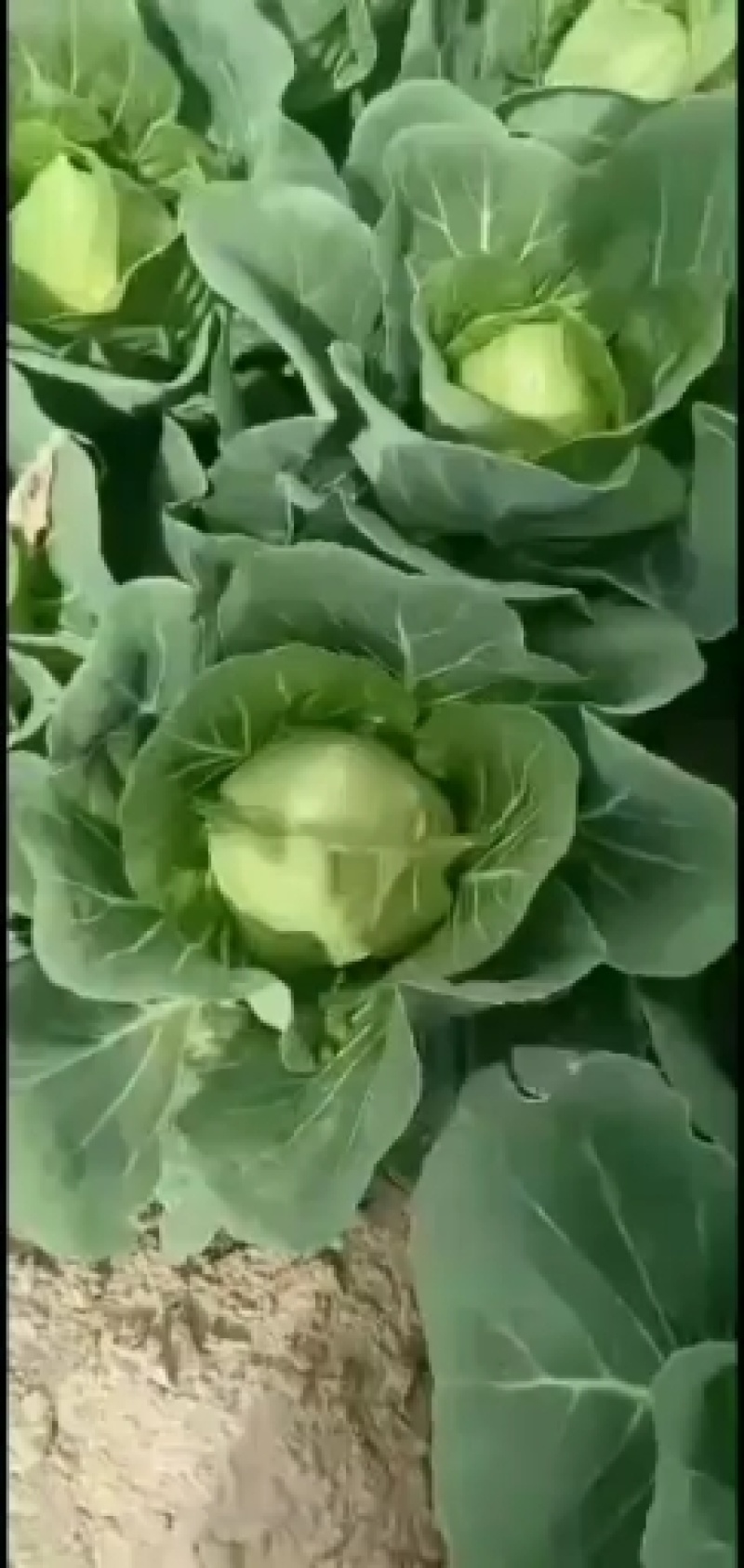 新鲜蔬菜甘蓝菜大量上市咯