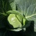 新鲜蔬菜甘蓝菜大量上市咯