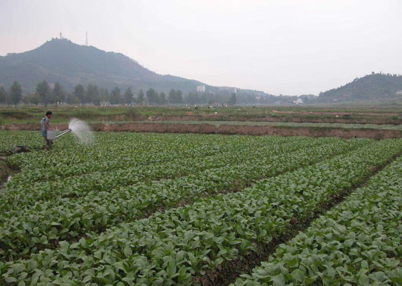 惠州市百惠园农产品有限公司梅菜芯（欢迎各位选购）