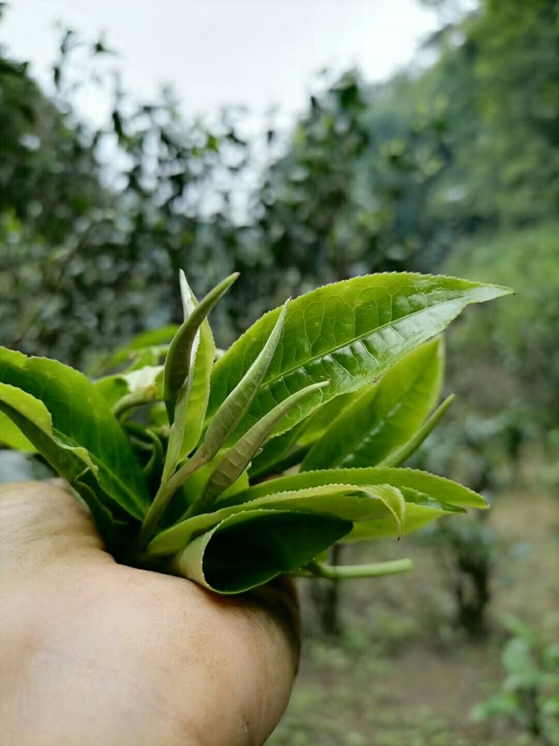 野生红茶，白茶，生茶