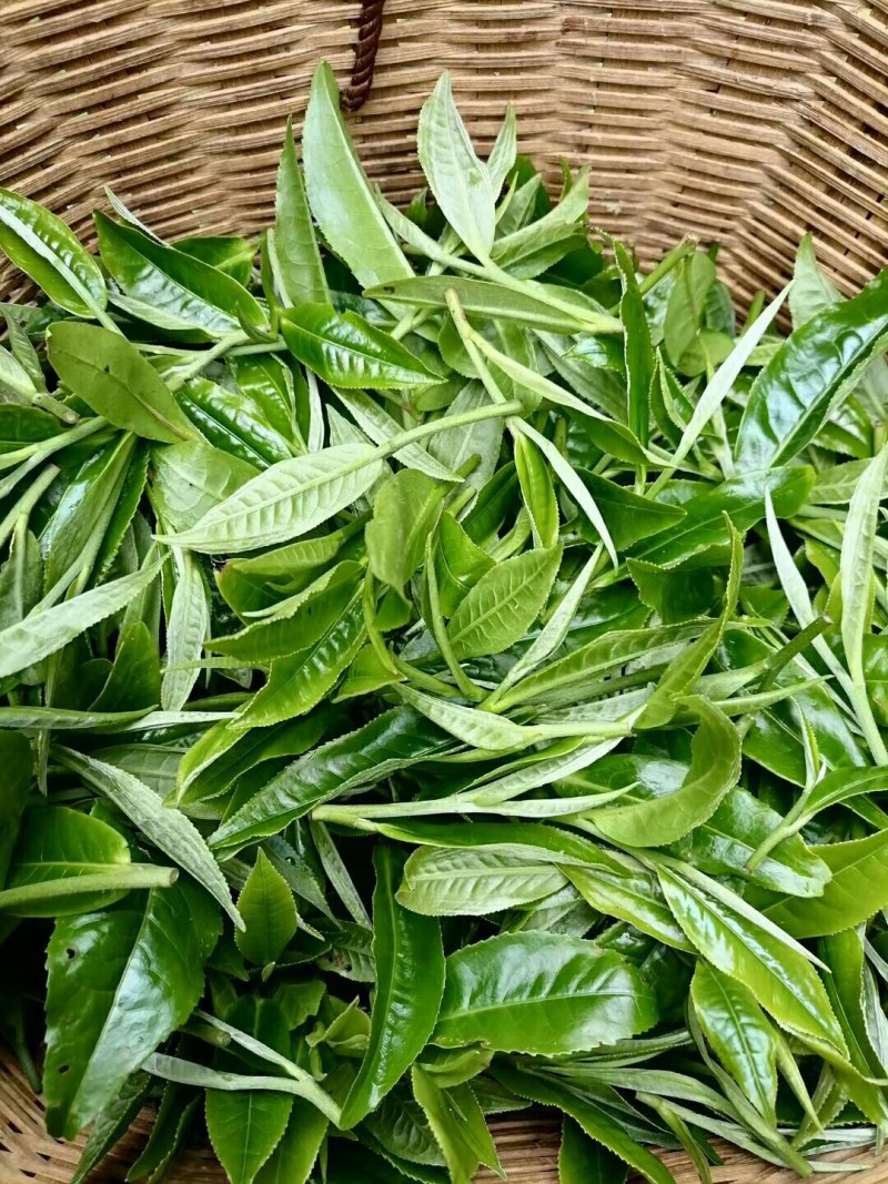 野生红茶，白茶，生茶