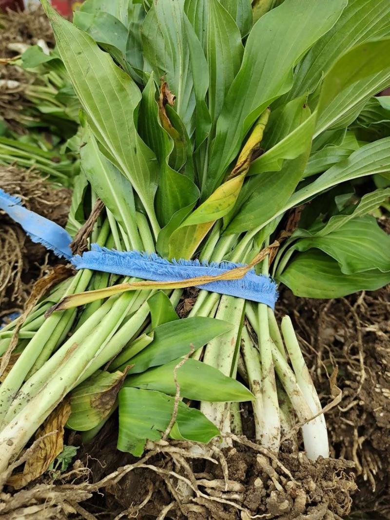 玉簪苗青叶玉簪苗花叶玉簪苗金叶玉簪苗花边玉簪苗！