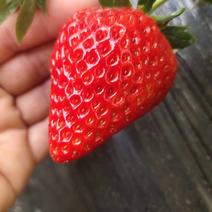 久香草莓苗批发一级苗量大保证品种质量签订合同