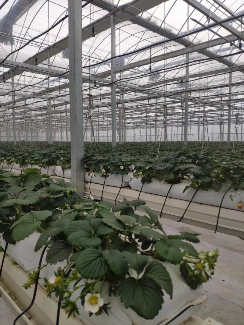 久香草莓苗批发一级苗量大优惠保证品种质量签订合同