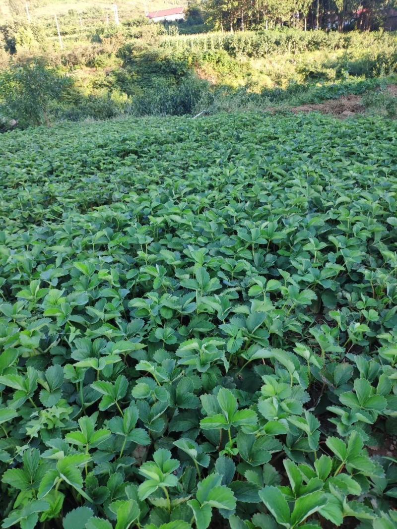 久香草莓苗批发一级苗量大优惠保证品种质量签订合同