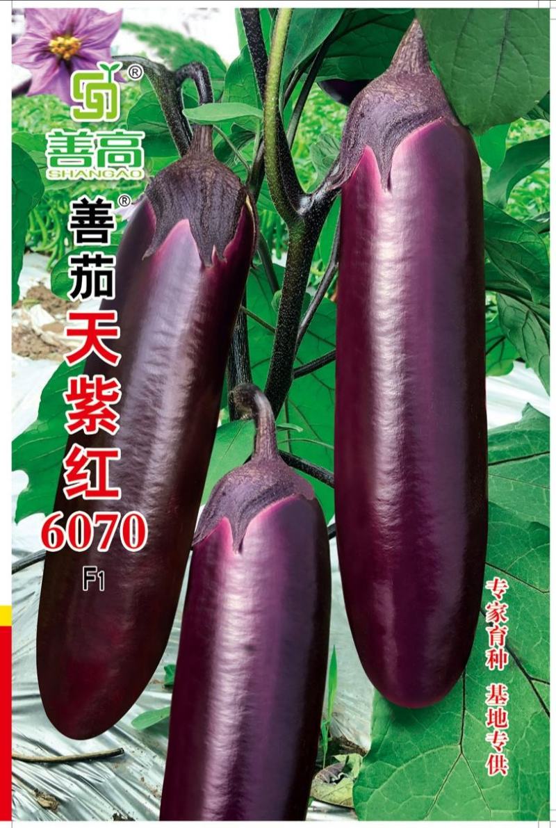 【善茄天紫红6070】一代杂交茄子种子大果短棒油亮糯性强