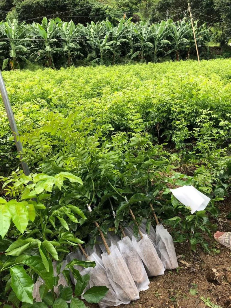 新品种紫色黄皮树苗紫肉黄皮果树苗黑黄皮苗盆栽地栽