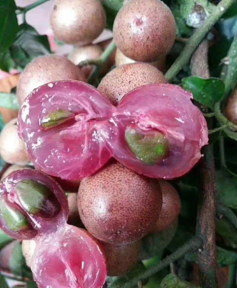 新品种紫色黄皮树苗紫肉黄皮果树苗黑黄皮苗盆栽地栽