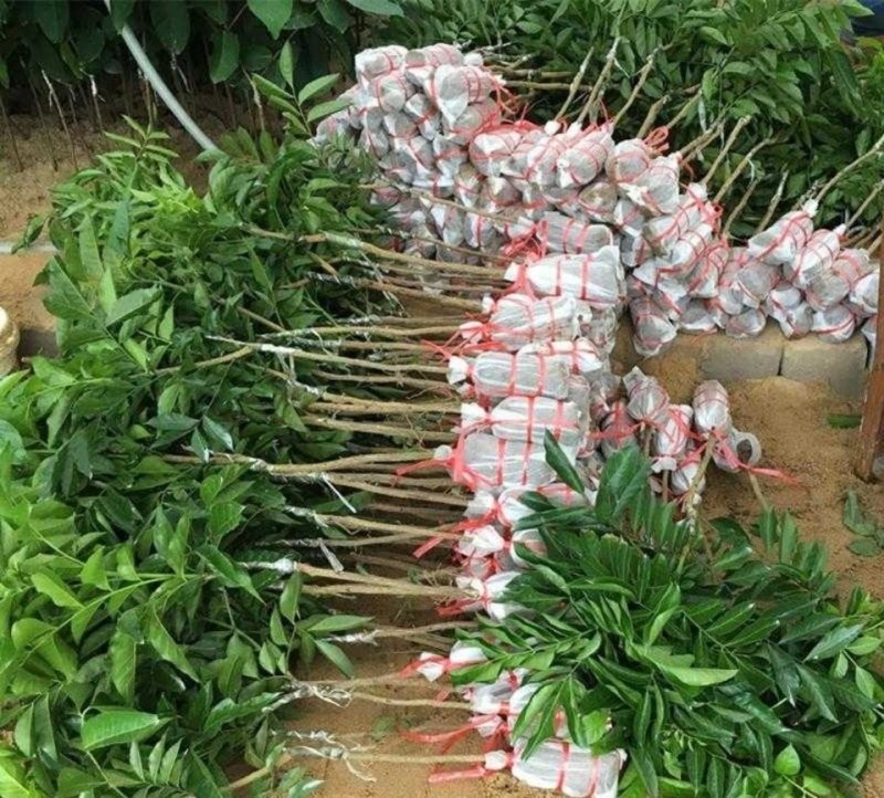 新品种紫色黄皮树苗紫肉黄皮果树苗黑黄皮苗盆栽地栽