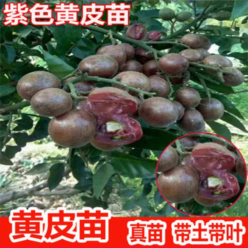 新品种紫色黄皮树苗紫肉黄皮果树苗黑黄皮苗盆栽地栽